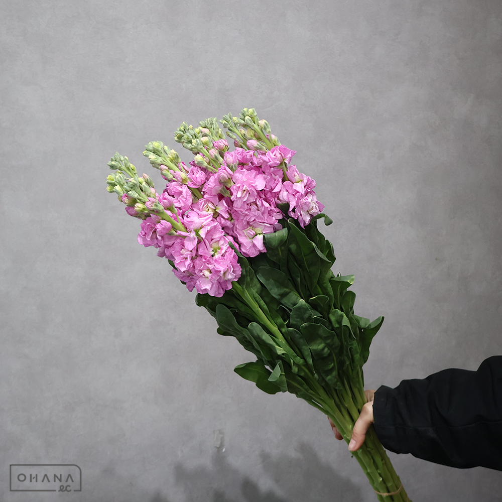 ストック　ピンク　 80cm