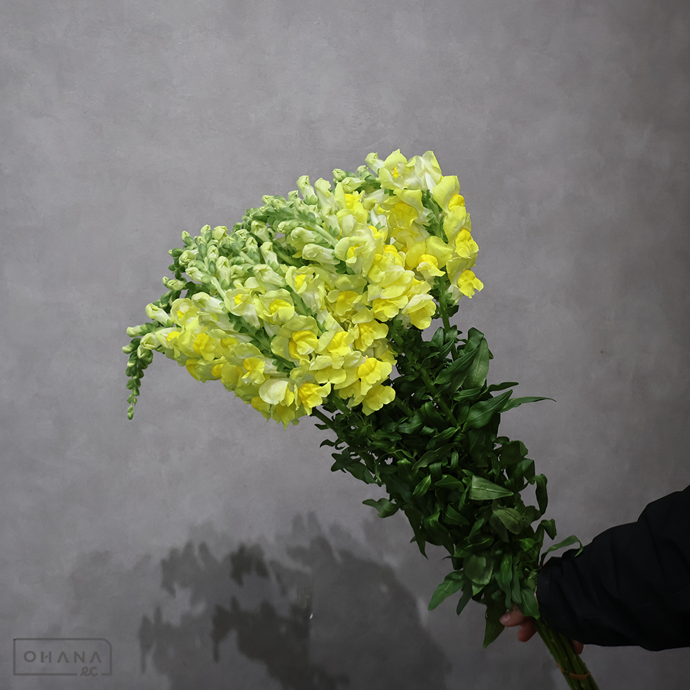 金魚草黄　アスリートイエロー ※ステム細　 80cm