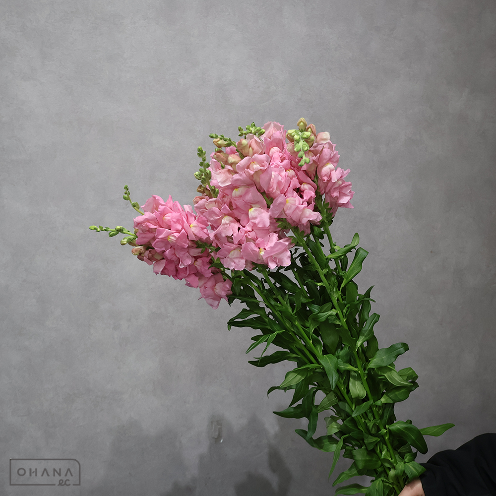 金魚草ピンク　アスリートピンク ※ステム細　 80cm