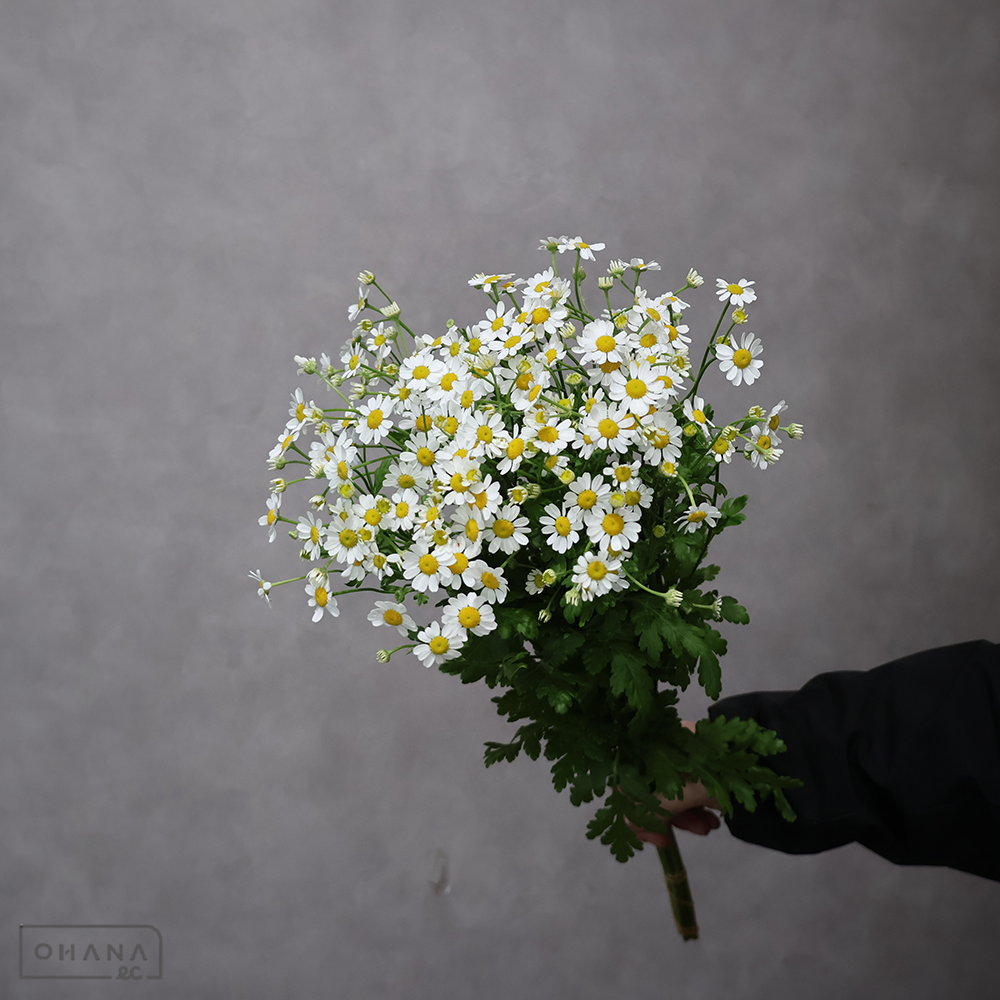 マトリカリア白　シングルペグモ　秀 50cm