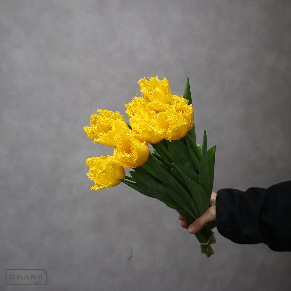 チューリップ黄　ゴールデンステート　秀2L