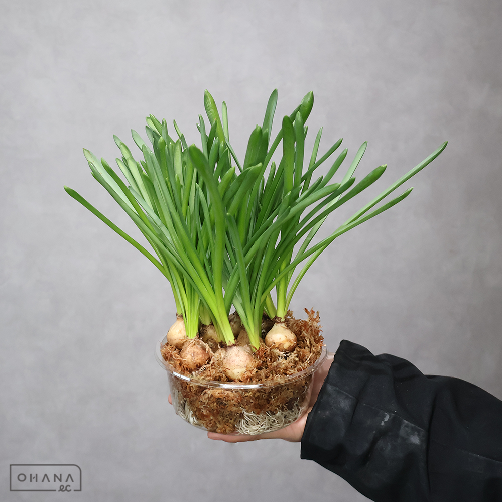 ムスカリ　ブルースパイク（根付き）　 紫 1ﾊﾟｯｸ15入り