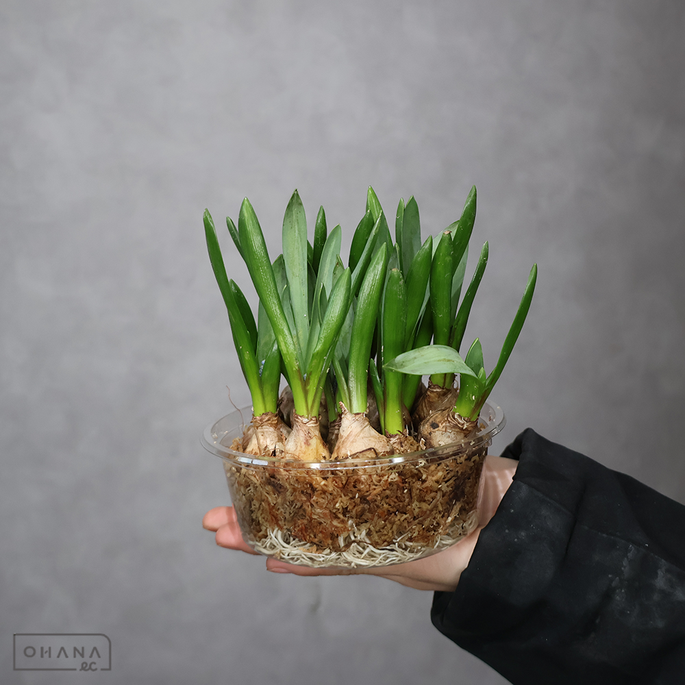 ムスカリ　ソウルメイト（根付き）　 青 1ﾊﾟｯｸ15入り