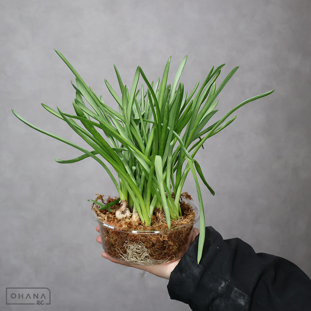 ムスカリ　バレリエフィネス（根付き）　 白 1ﾊﾟｯｸ15入り