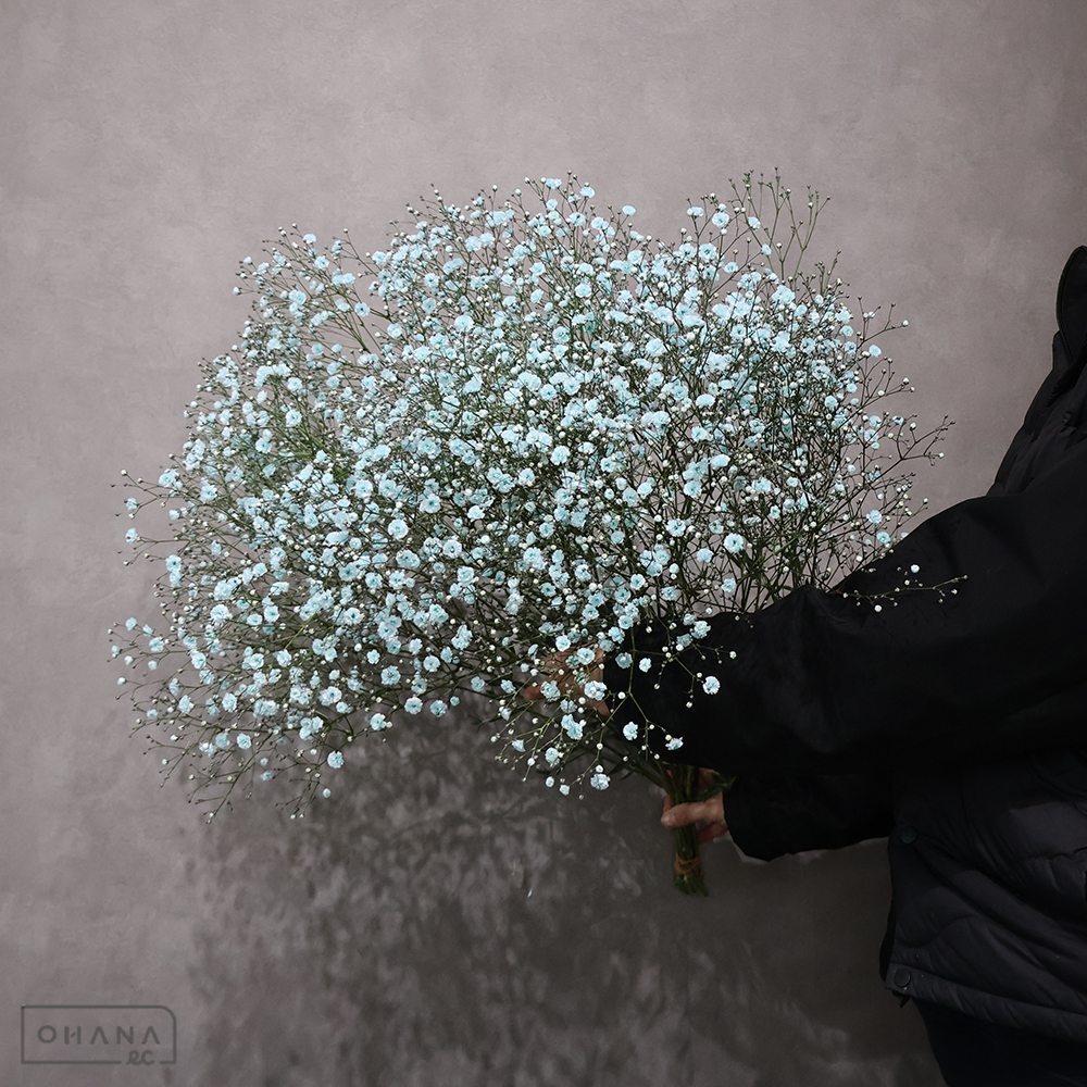 カスミソウ染め　パステル ブルー　 75cm