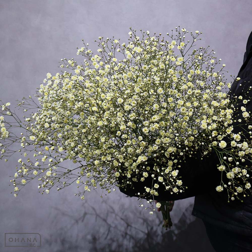 カスミソウ染め　パステル イエロー②　 75cm