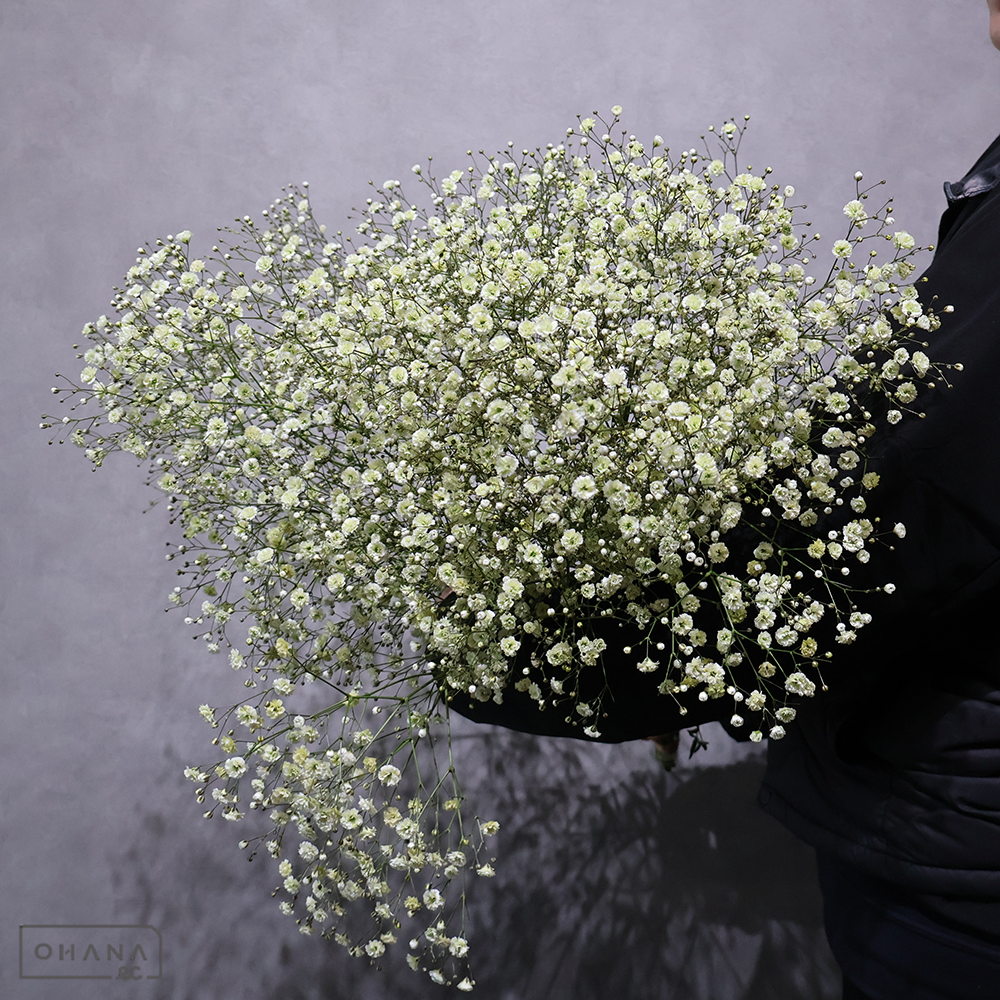 カスミソウ染め　パステル イエロー①　 75cm