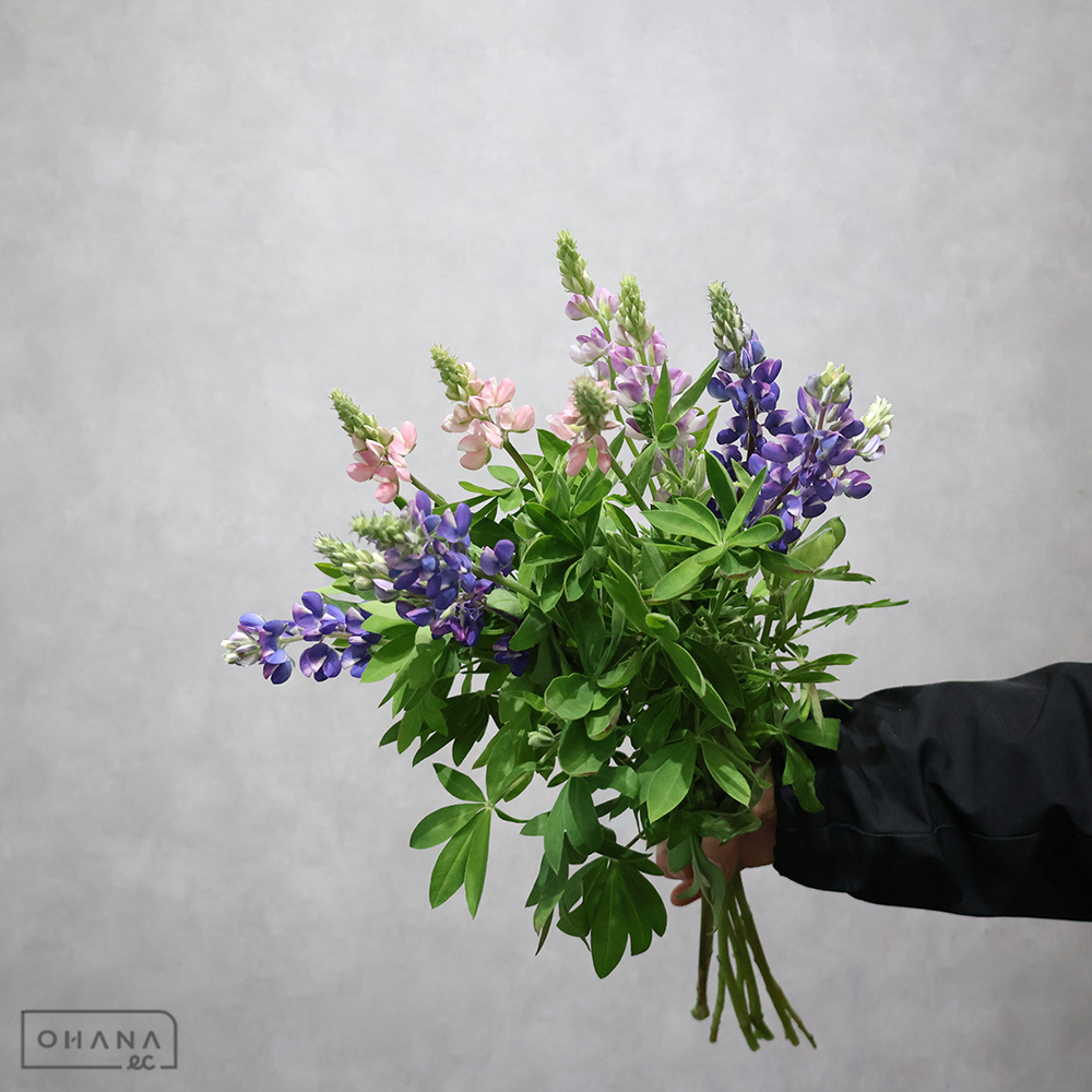 ルピナス　ピクシーデライト　 50cm