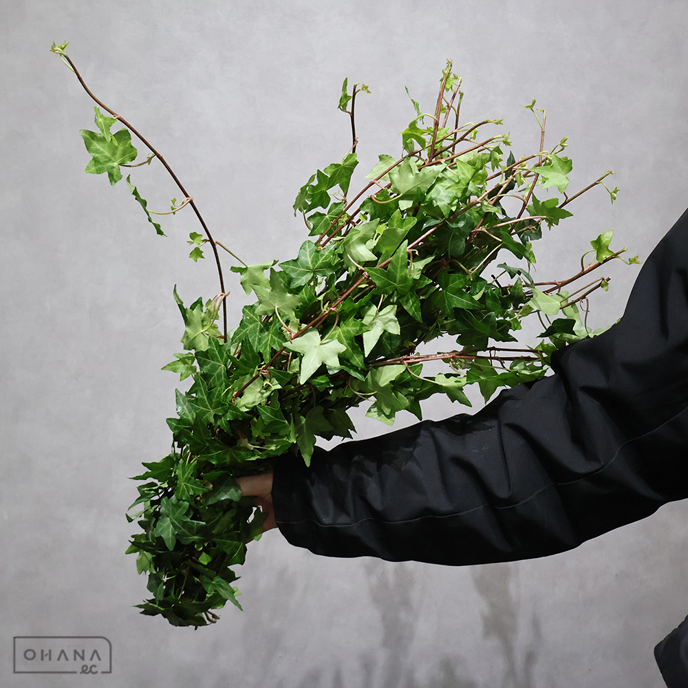 アイビー　ピッツバーグ　60cm