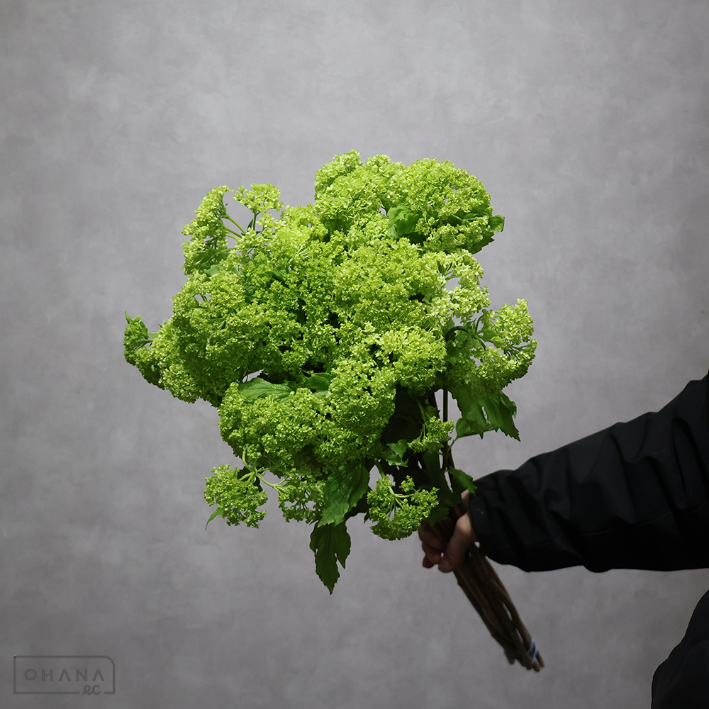 ビバーナム　スノーボール　3F70cm