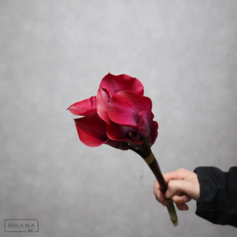 カラー　トーキョー　秀40cm ※5本束