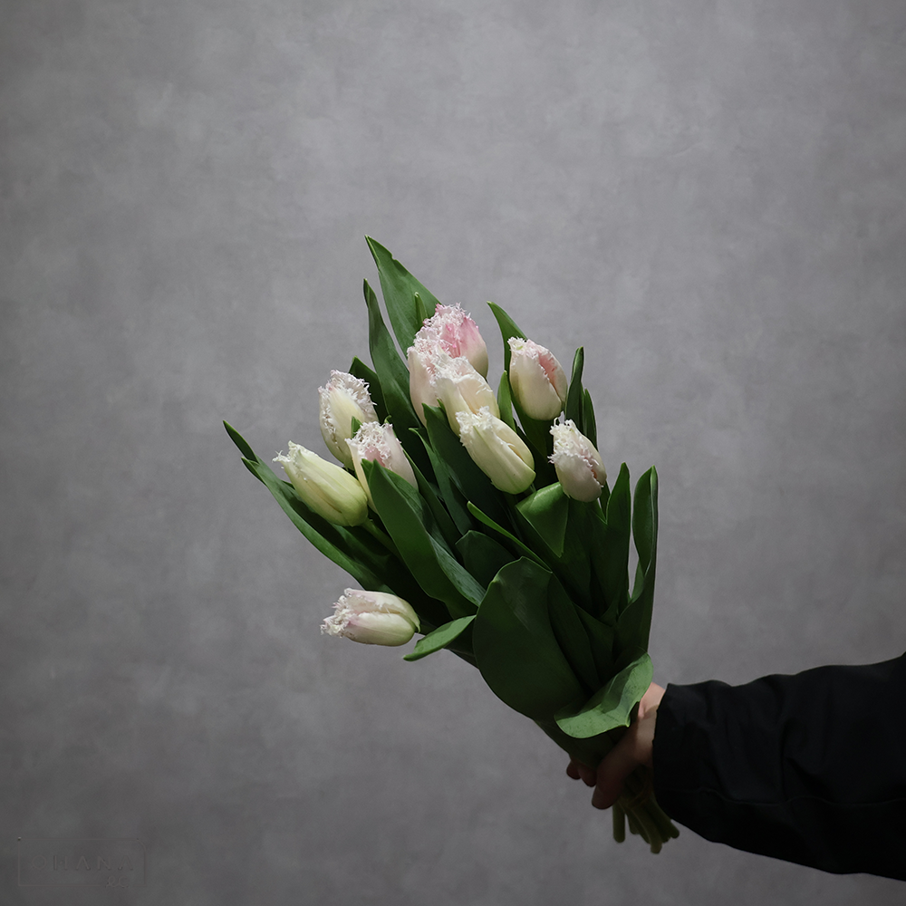 チューリップ　ドランケンシュタイン　秀L ※5本束