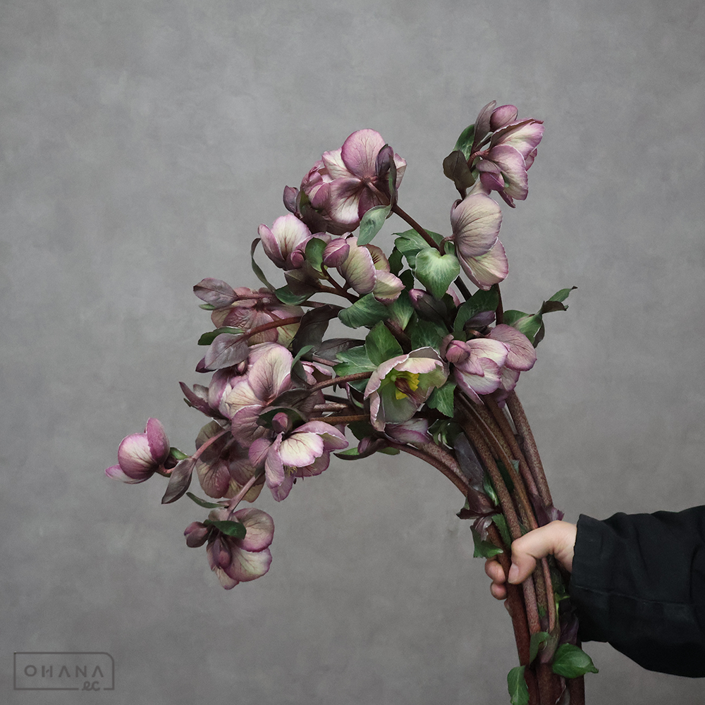 クリスマスローズ　ブラッシュアン　50cm  ※5本束