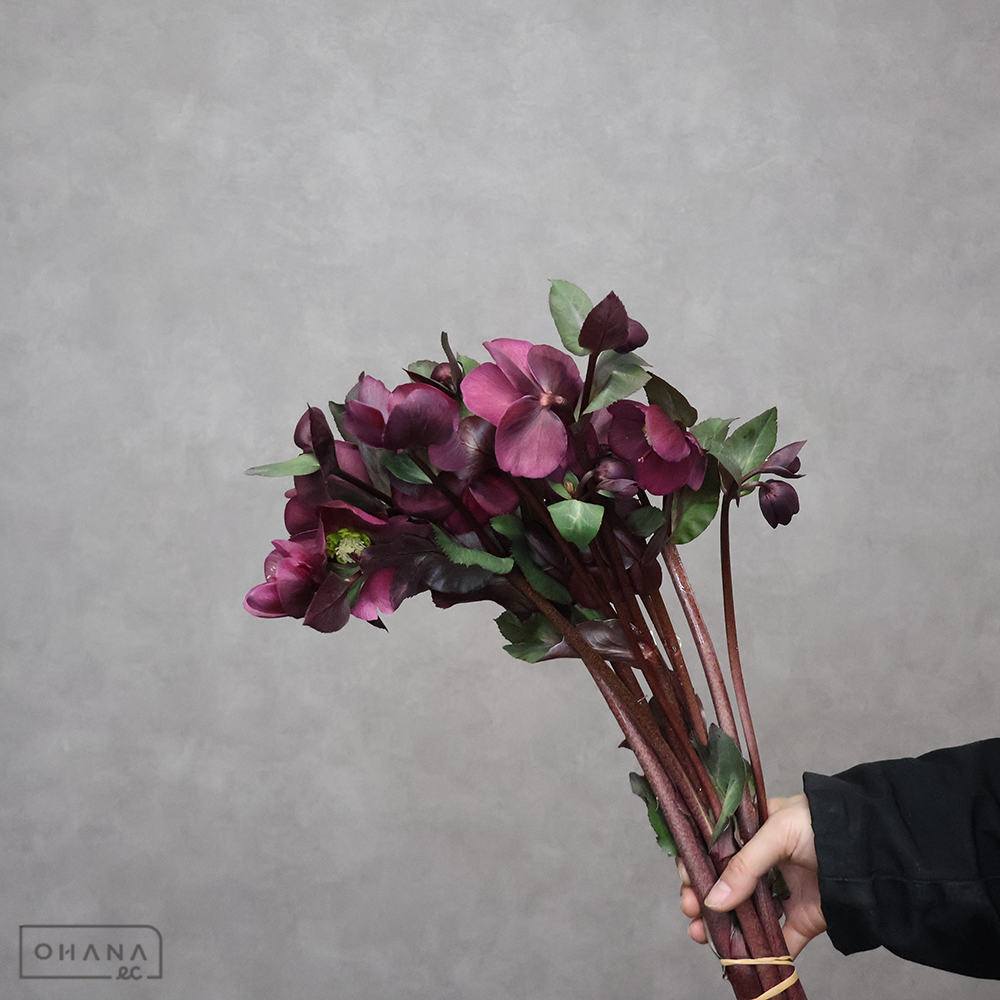 クリスマスローズ　レッドアン　40cm  ※5本束