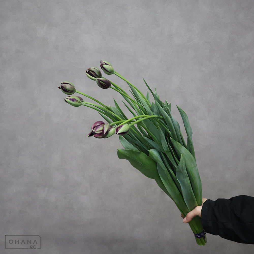 チューリップ　ブラックヒーロー　2L