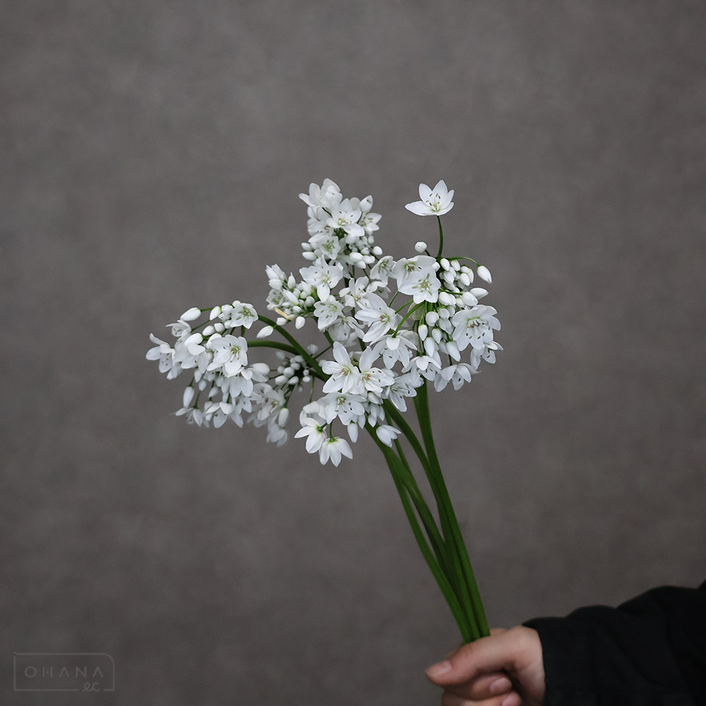 アリウム　アリウムコワニー　秀L