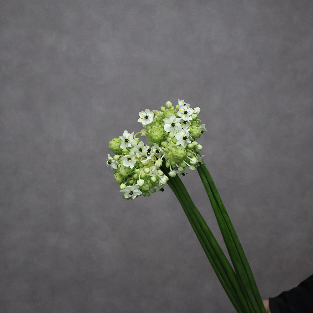 オーニソガラム　サンデルシー　80cm