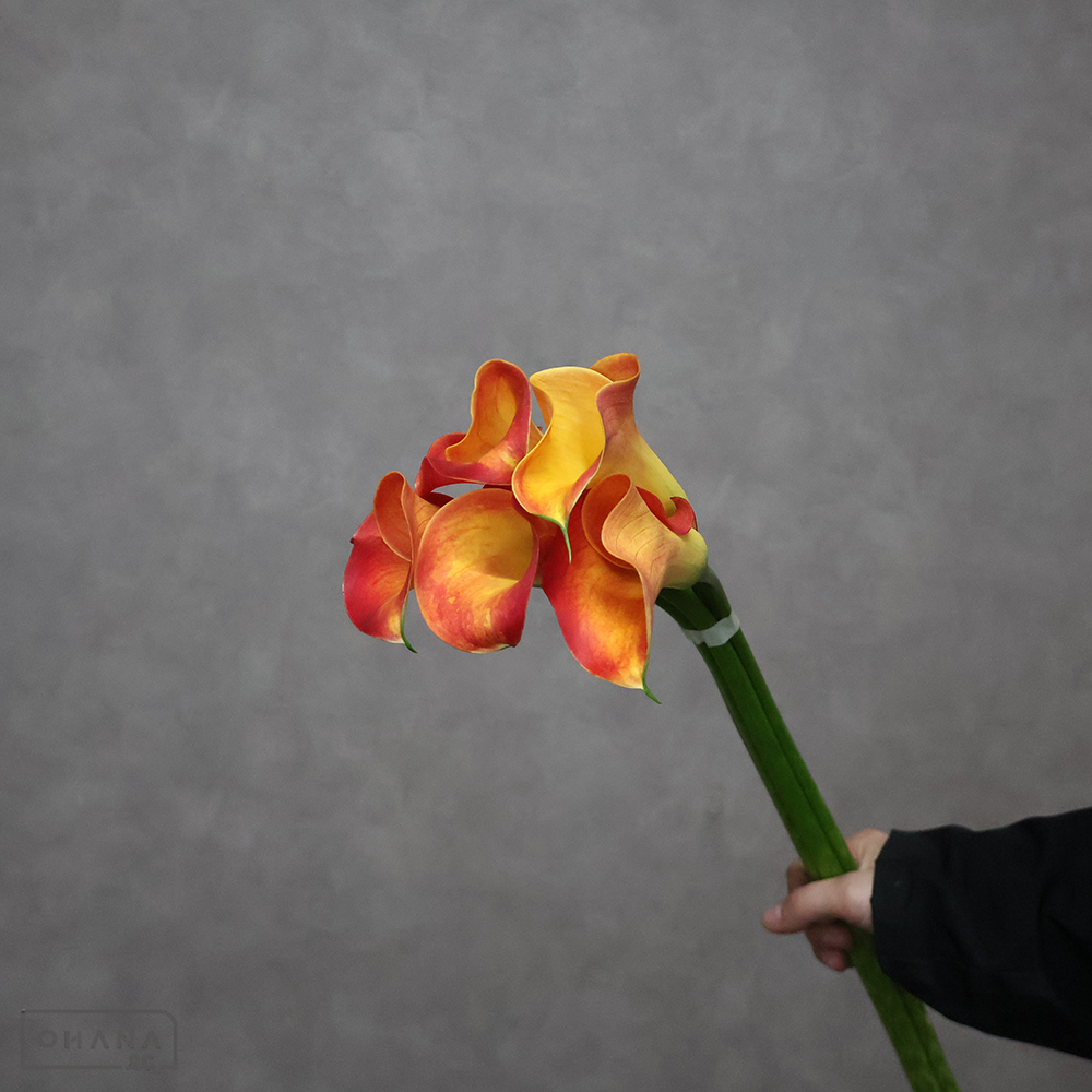 カラー　ダタンラ　M50cmUP ※5本束