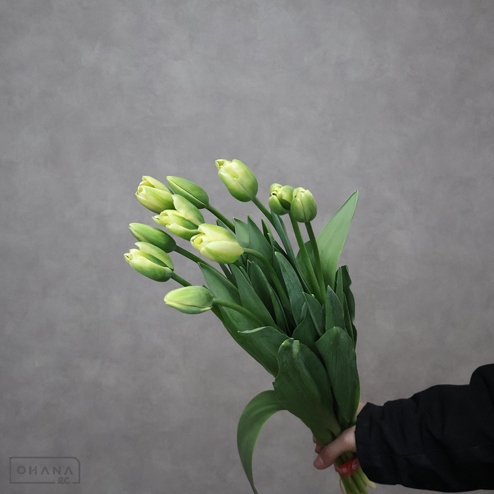 チューリップ　スプリンググリーン　秀2L ※5本束