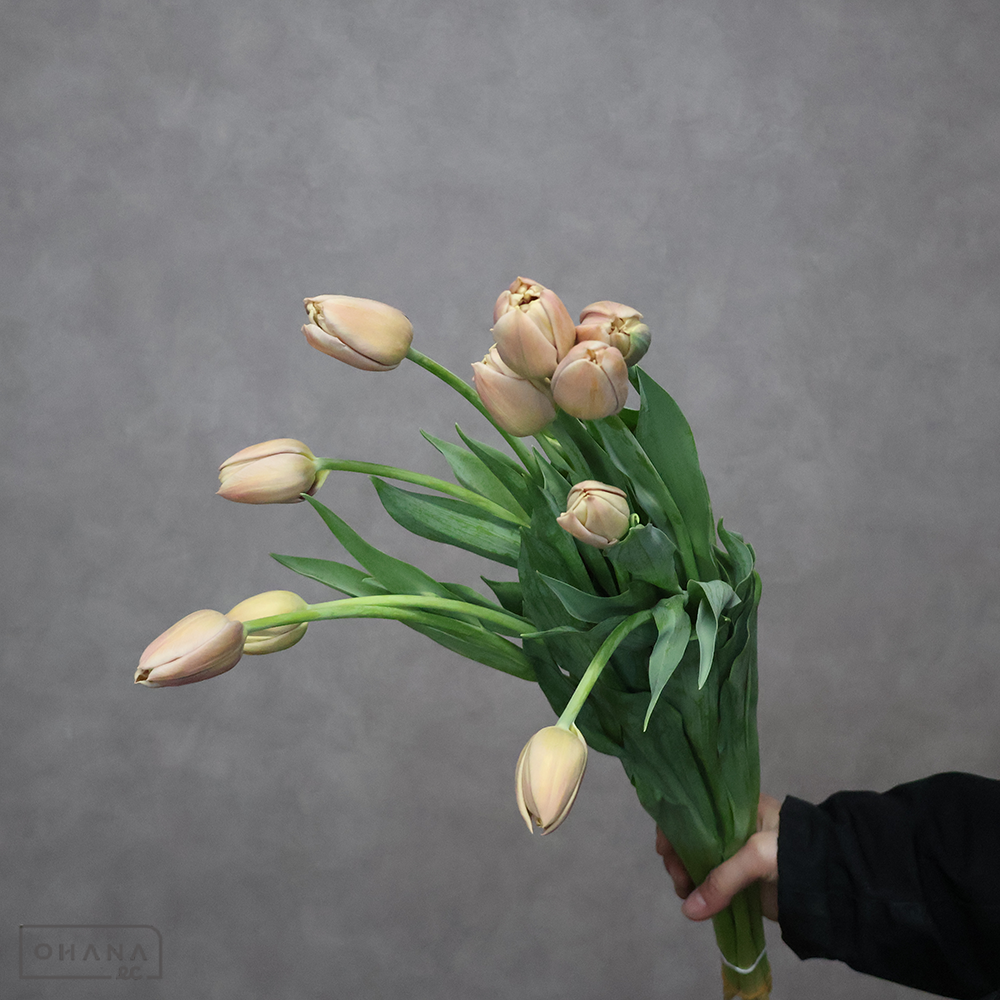 チューリップ　ラ・ベルエポック　秀3L ※5本束