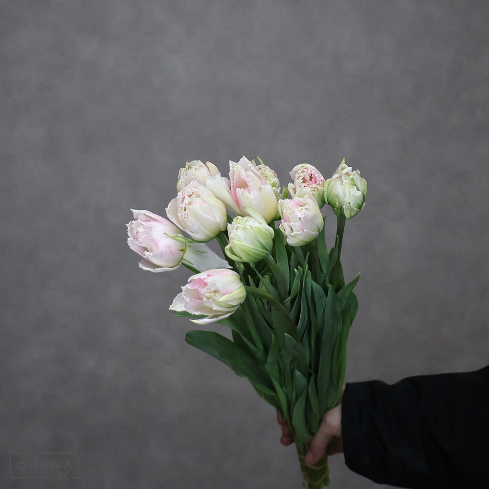 チューリップ　クリスピオンスイート　秀L ※5本束