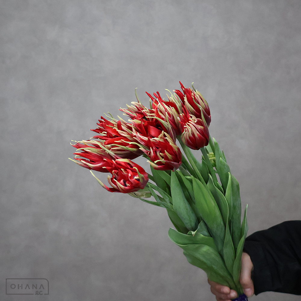 チューリップ　レッドスパイダー　秀2L ※5本束