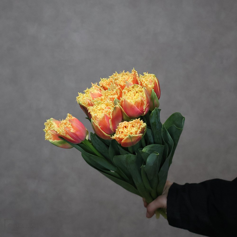 チューリップ　ブリスベン　秀L ※5本束