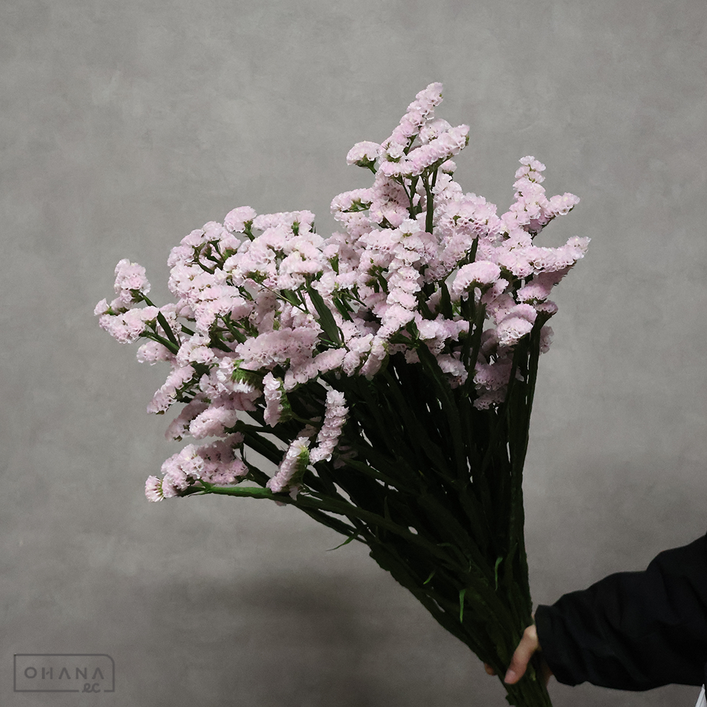 スターチス　さくらふわり　A80cm　※品質◎