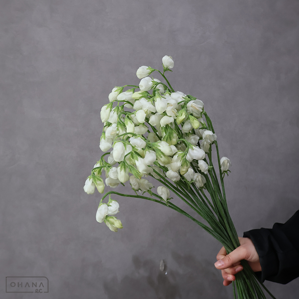 スイートピー　キューピット ２Ｌ ４Ｐ