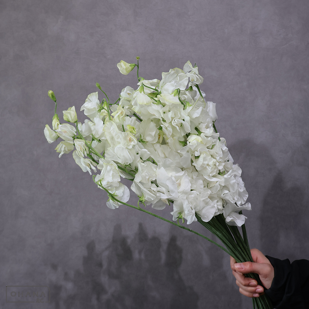 スイトピー　真白麻呂　2L 4輪