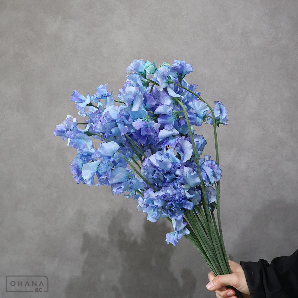 スイトピー　ゆめ咲く海月　2L 4輪