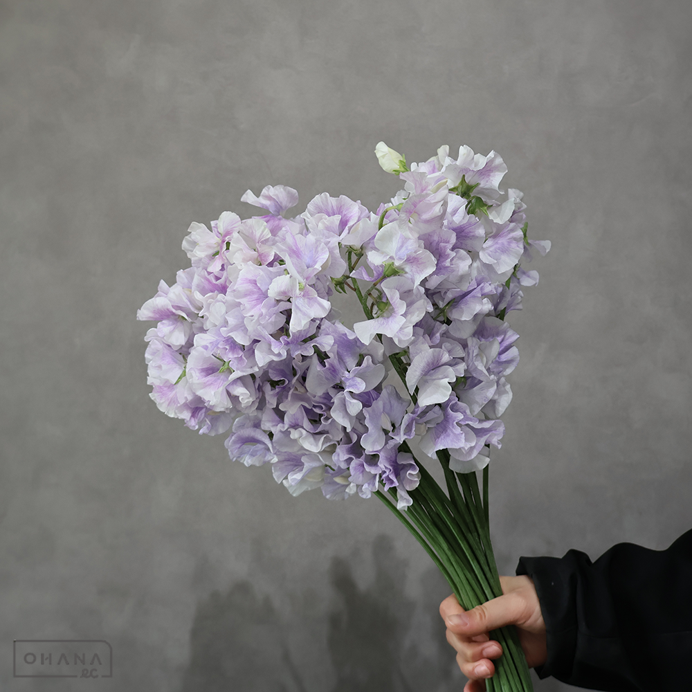 スイトピー　藤かすみ　L 4輪