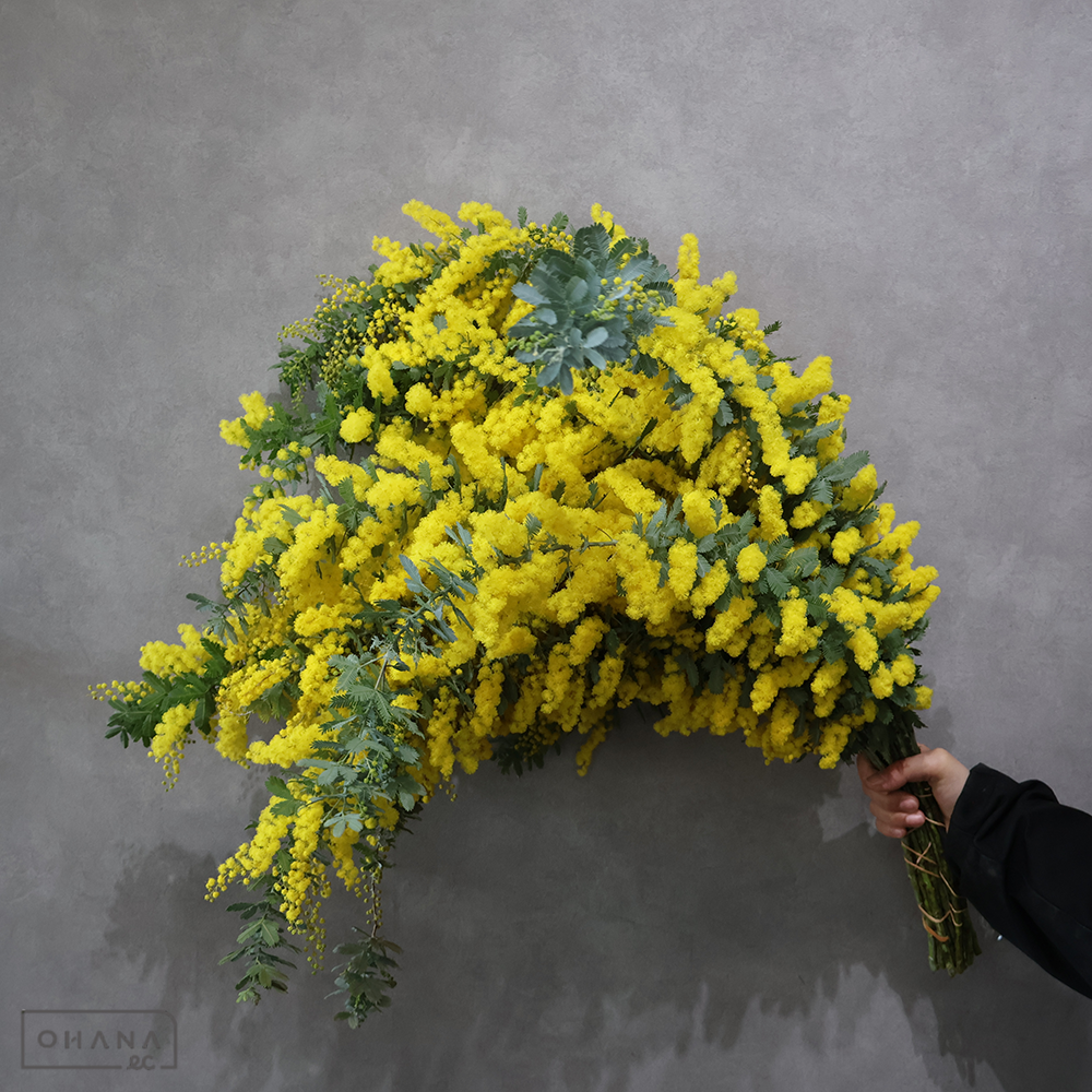 ミモザアカシア　80cm 枝