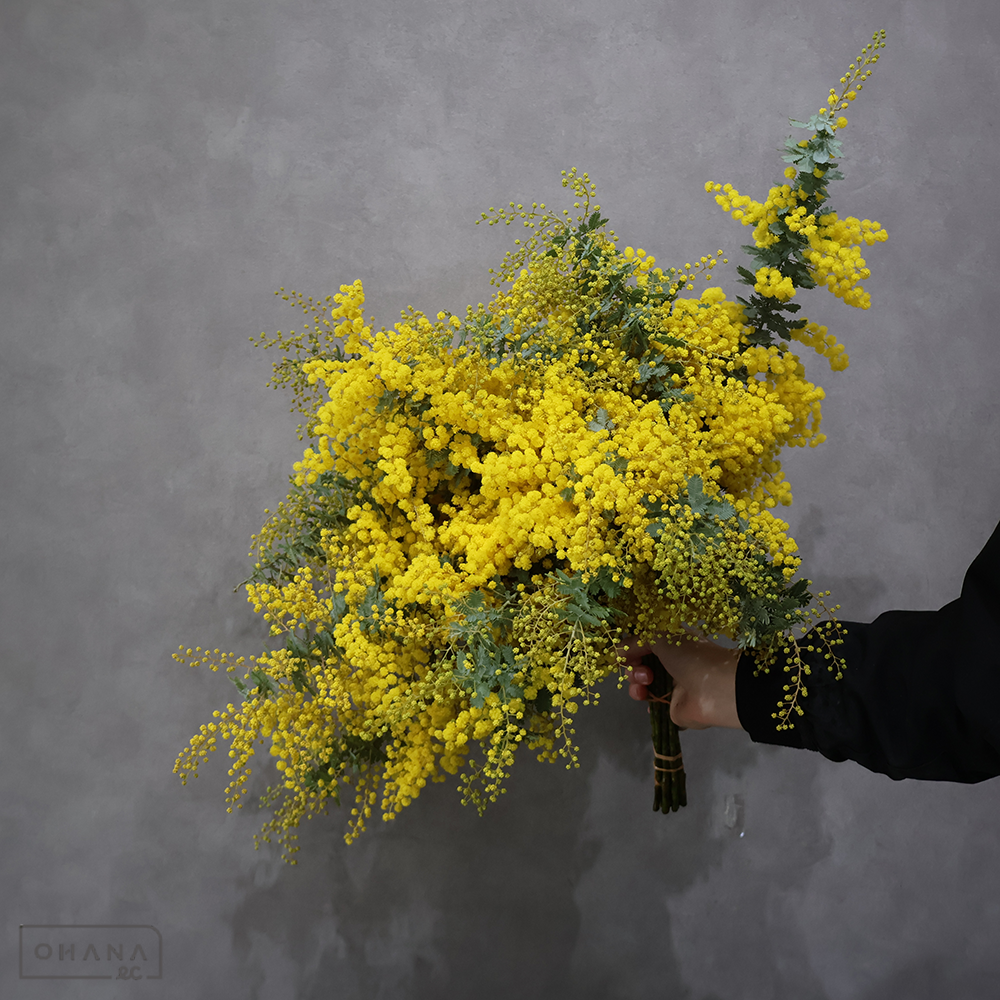 ミモザアカシア　50cm 枝