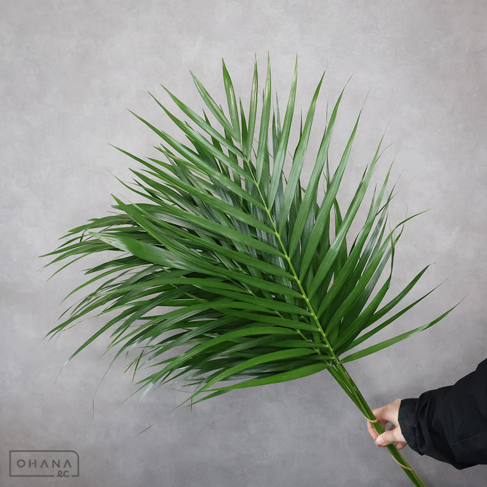 アレカヤシ　　2S