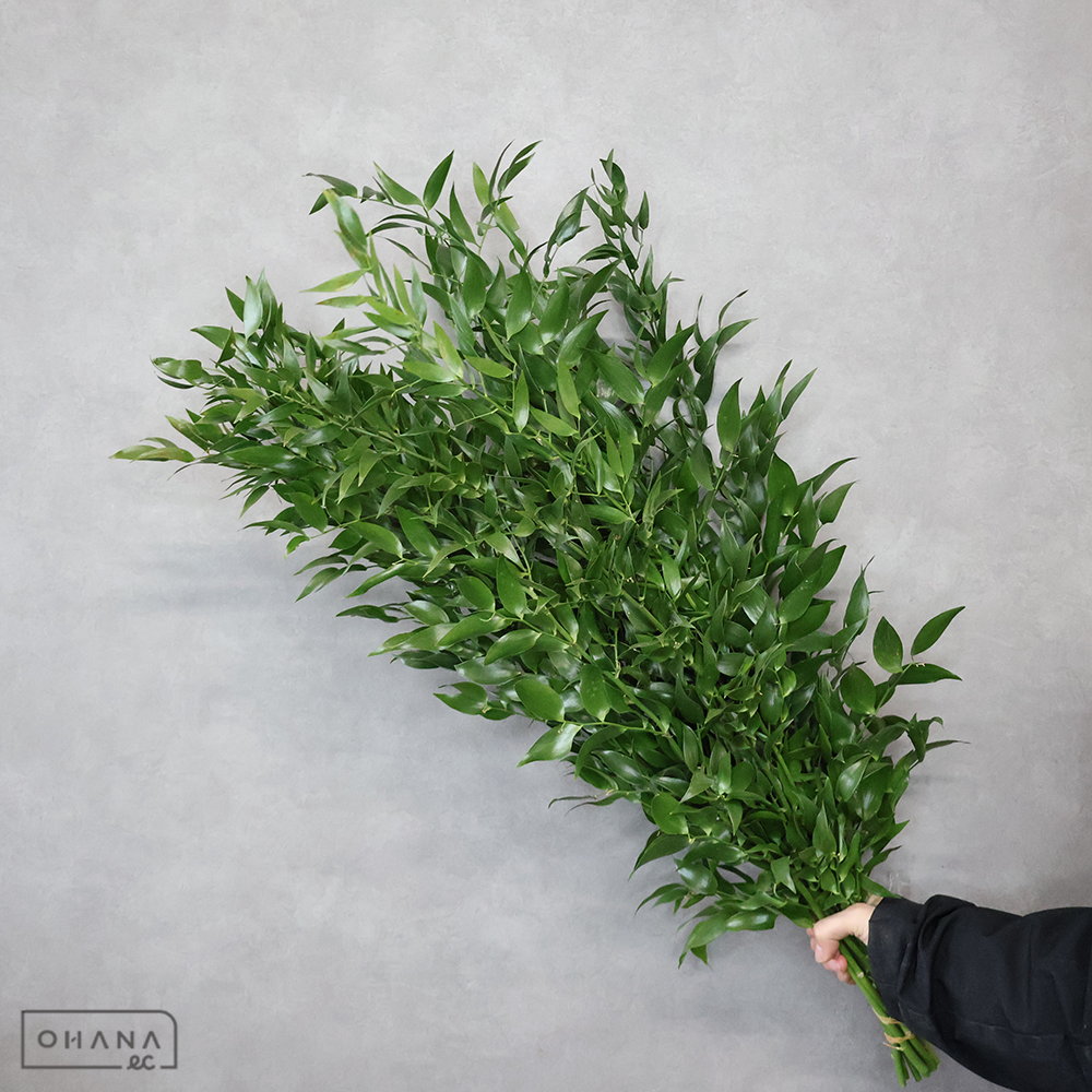 【SALE】ルスカス 細葉　AL　※クレーム対象外