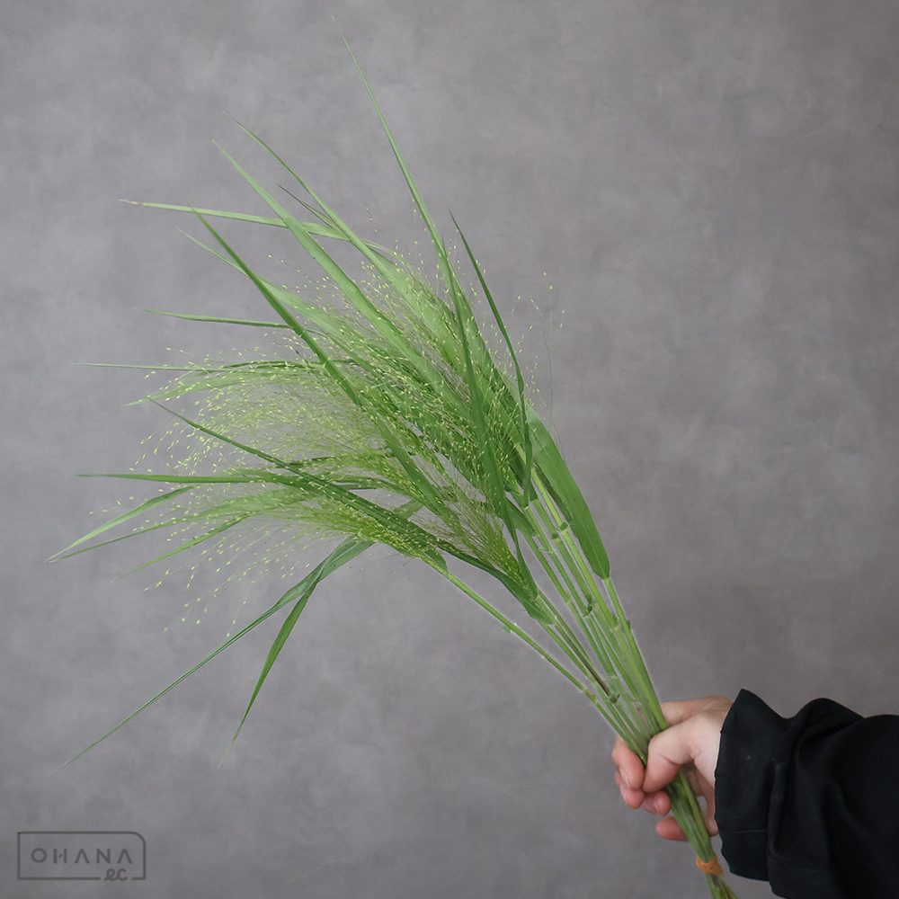 スモークグラス　秀 40cm