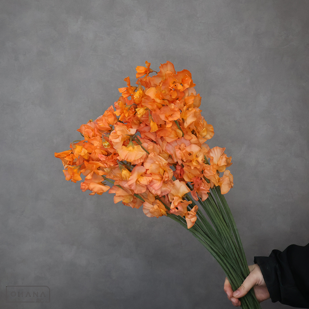 スイトピー　トトロカキー　2L 4輪