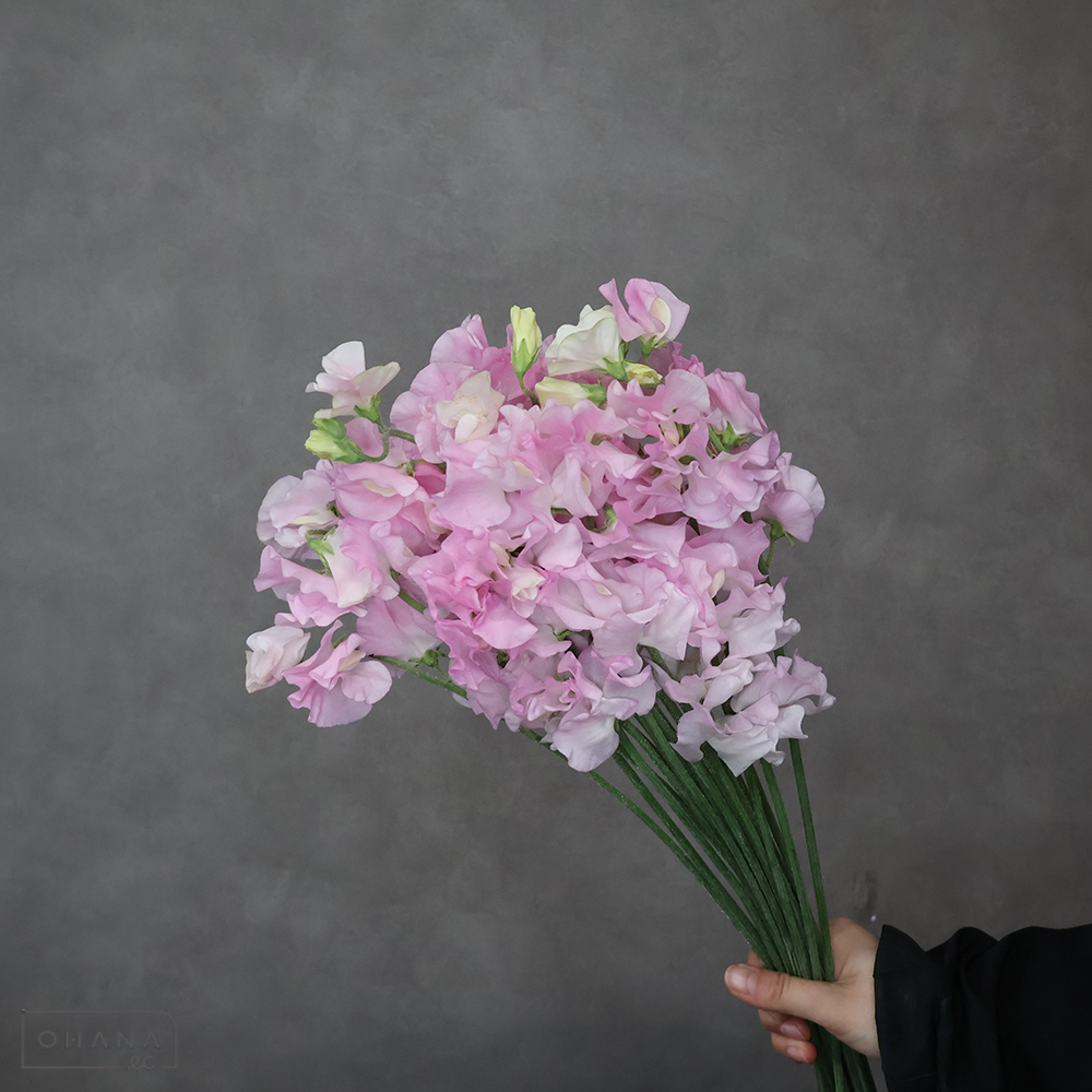 スイトピー　プリンセス　L 4輪