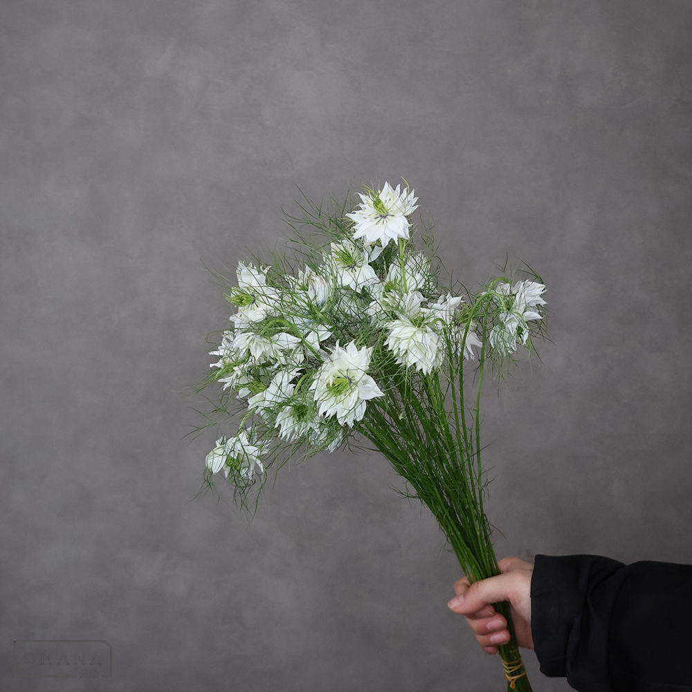 ニゲラホワイト　 35cm