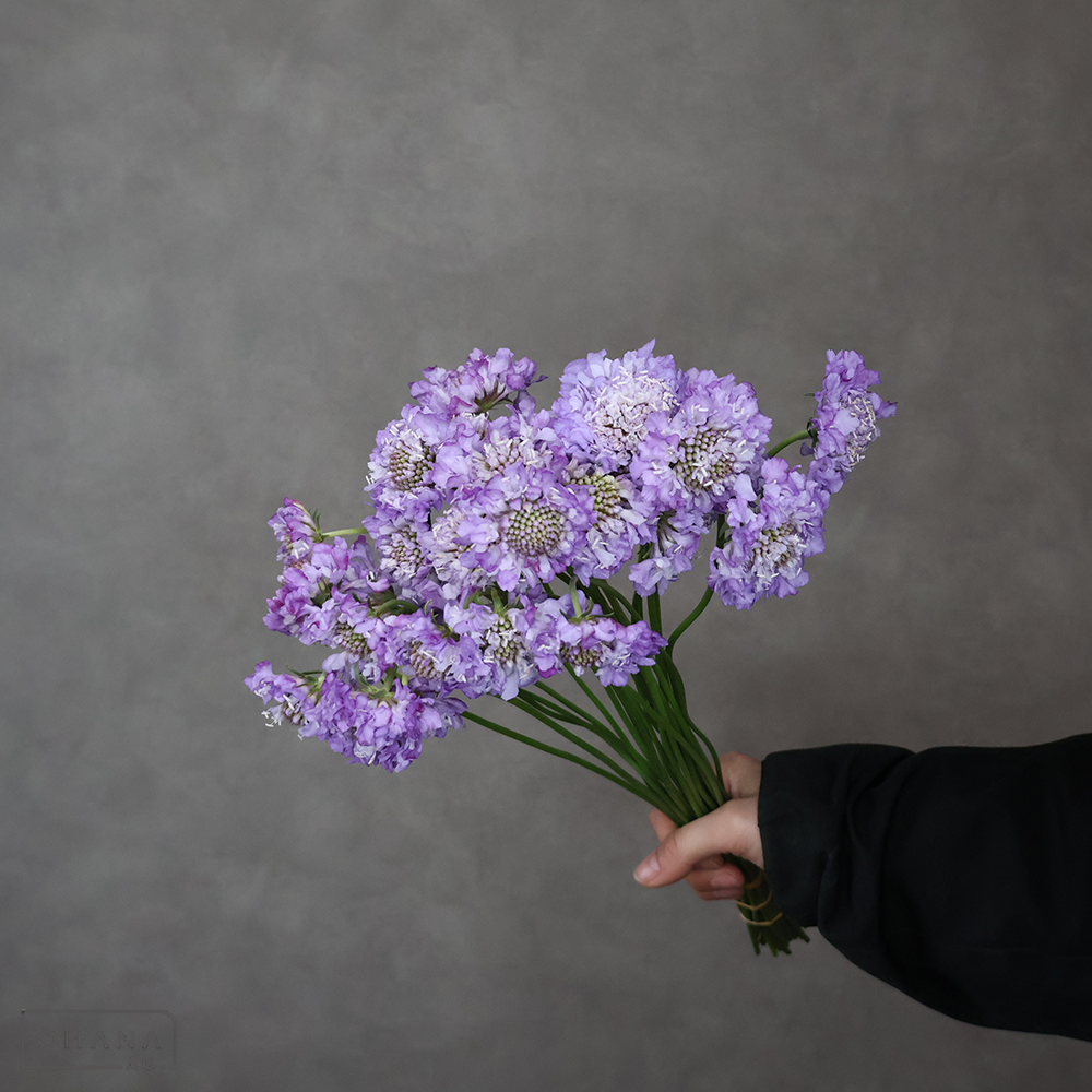 スカビオサ紫　ナナラベンダー　 30cm