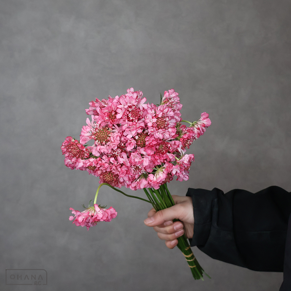 スカビオサピンク　ナナピンク　 30cm