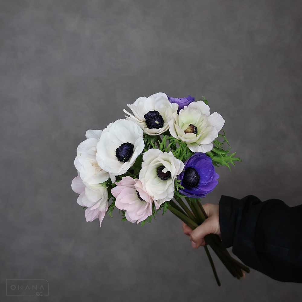 アネモネ　ミストラルプラス ①  ※7本束　秀 40-35