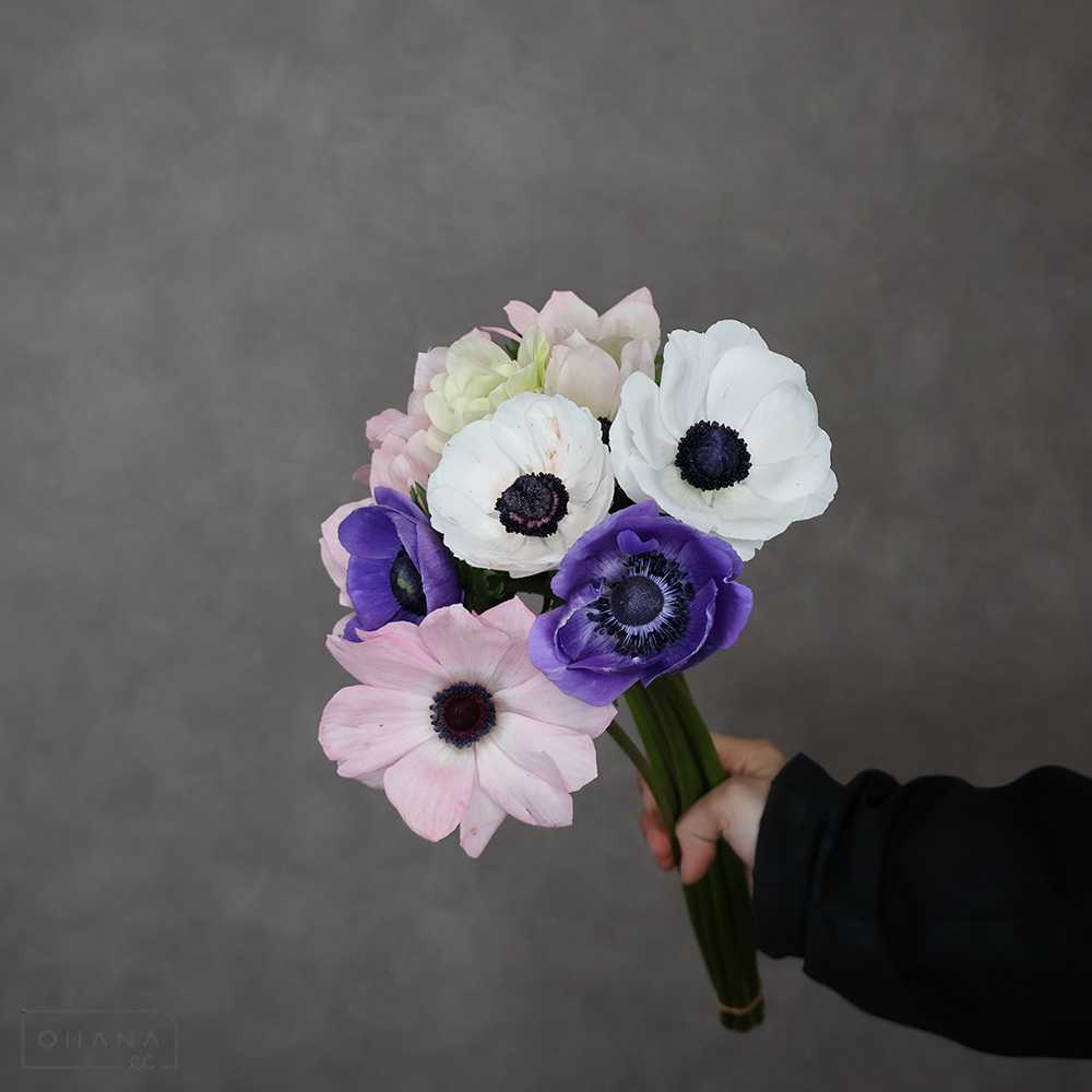 アネモネ　ミストラルプラス ②　秀 40-35