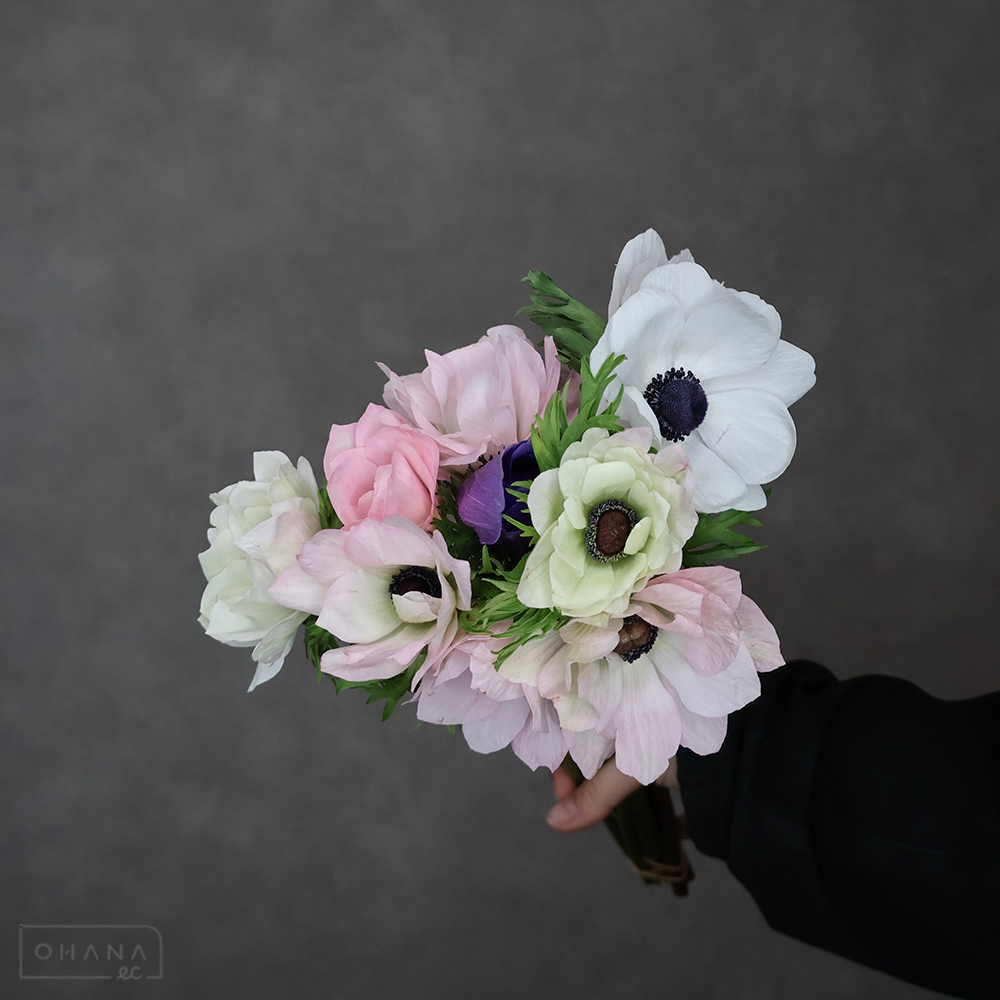 アネモネ　ミストラルプラス ④　秀 40-35