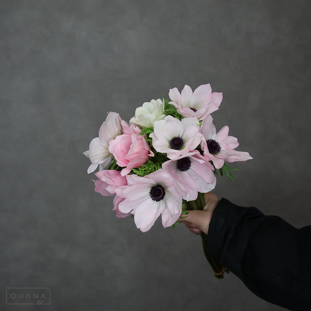 アネモネ　ミストラルプラス ⑤　秀 40-35