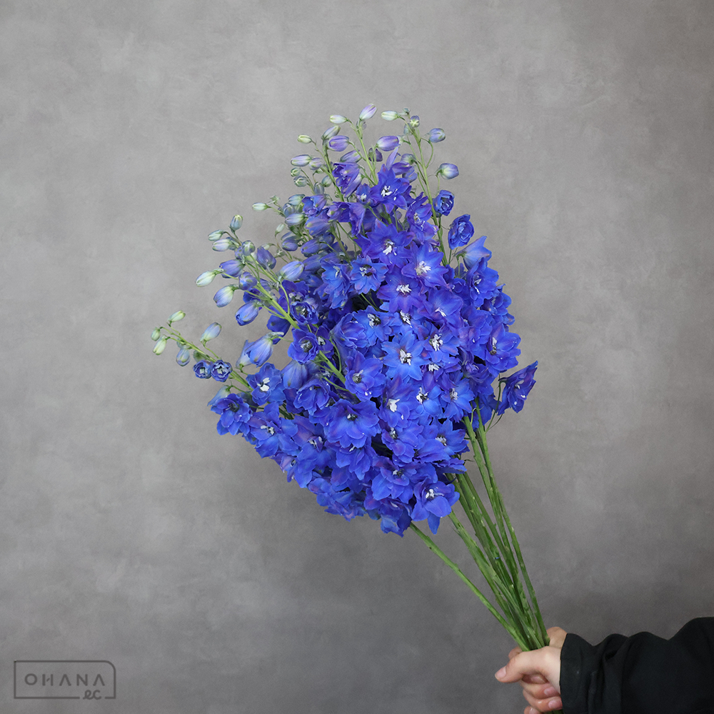 デルフィジャイアント　トリトンブルー　秀 70cm