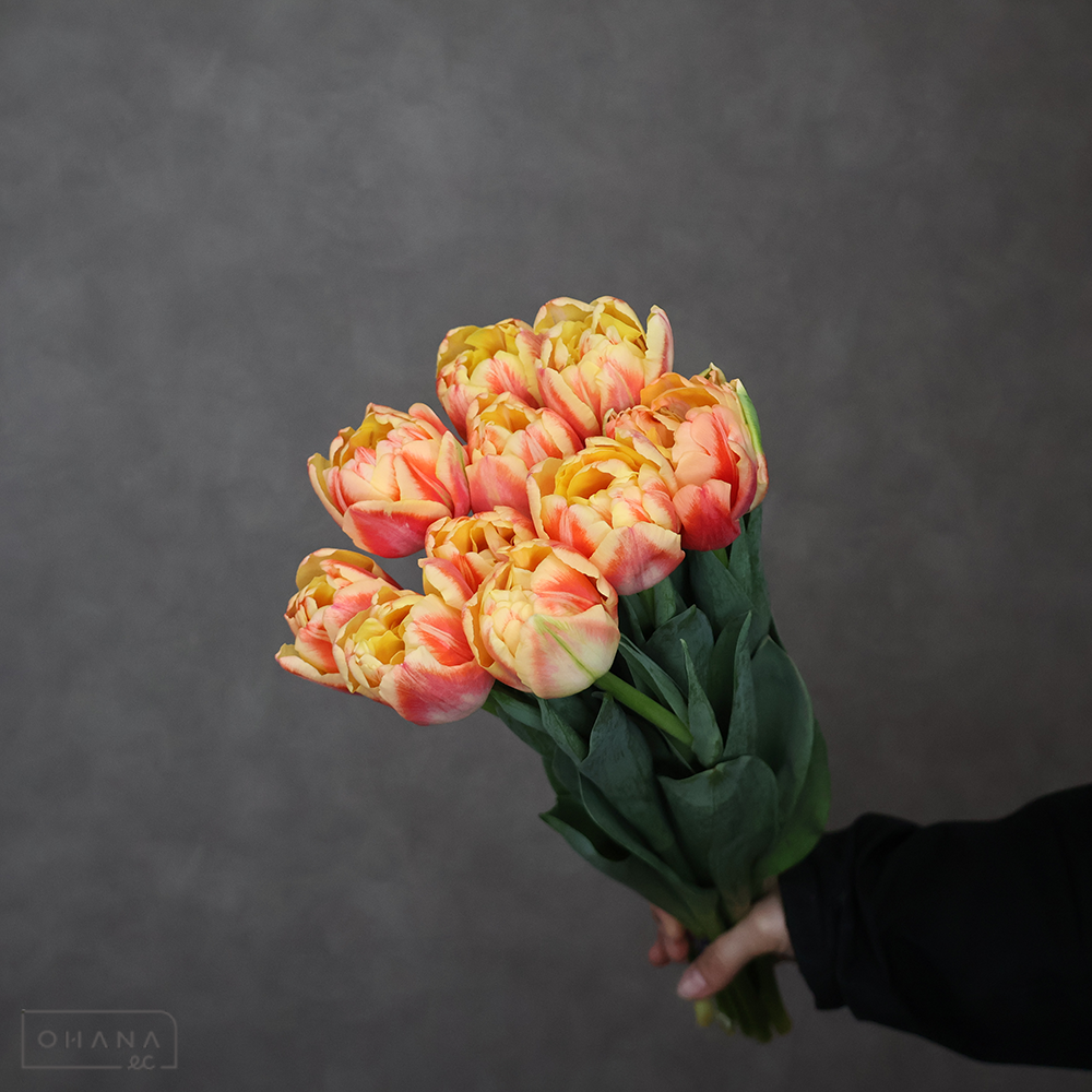 チューリップ八重　ベットオブローゼス（オレンジ）　秀2L