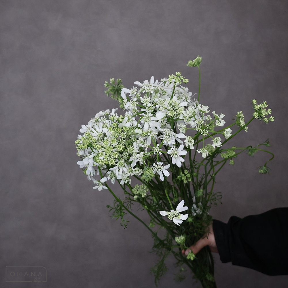レースフラワー白　オルラヤ　ホワイトフィンチ　秀 60cm