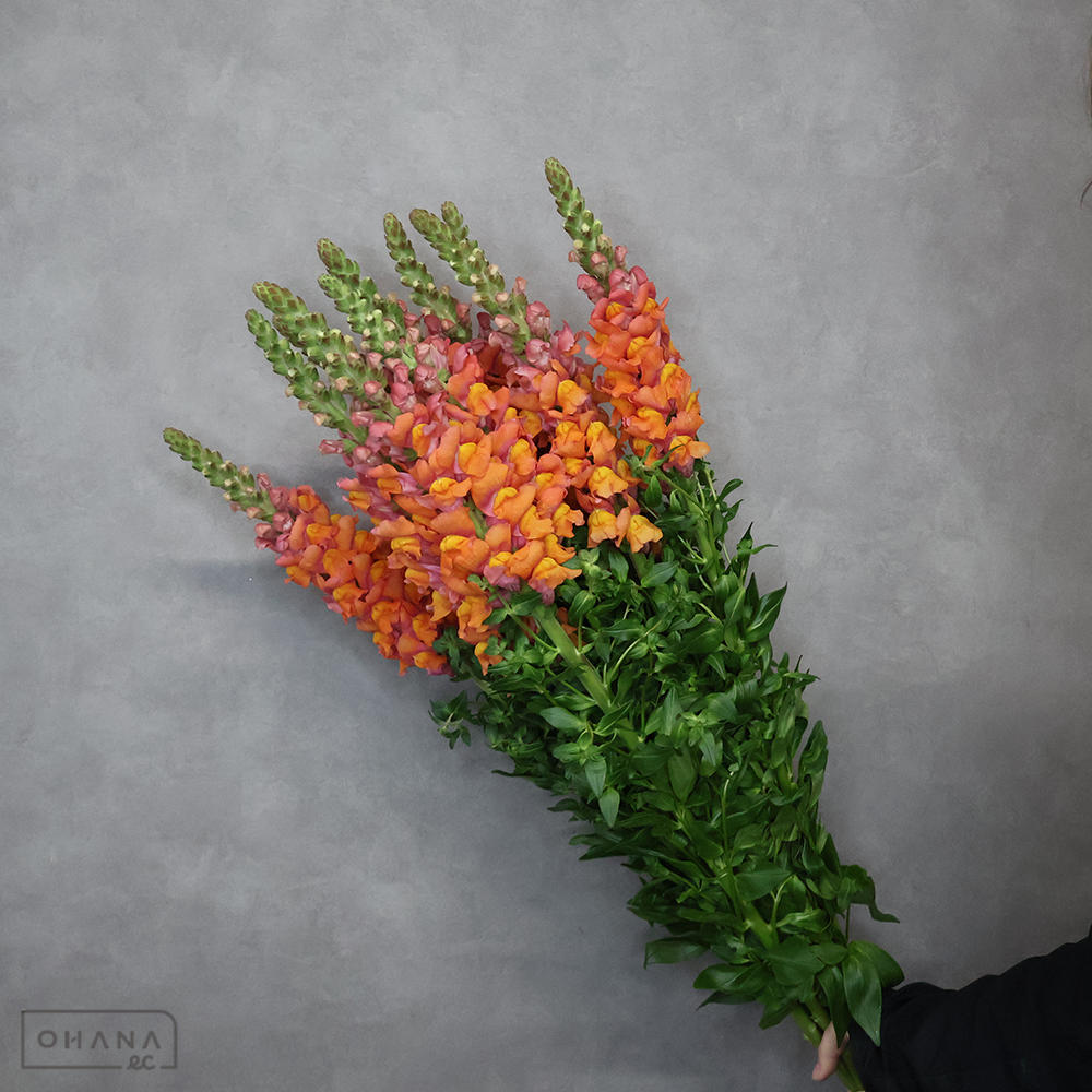 金魚草　アヴィニョンディープオレンジ　秀 80cm